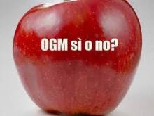 ogm2810.jpg